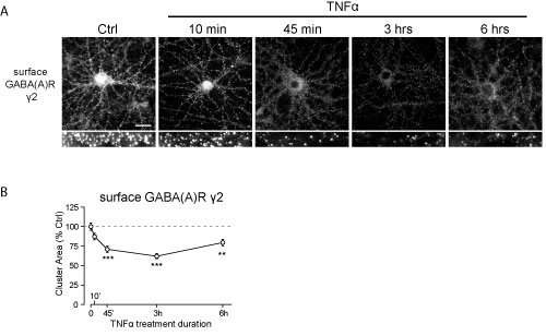 Anti-GABA(A) γ2 Receptor (extracellular) Antibody